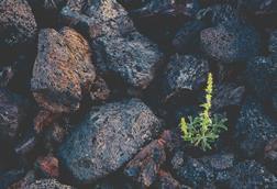 Plant within rocks